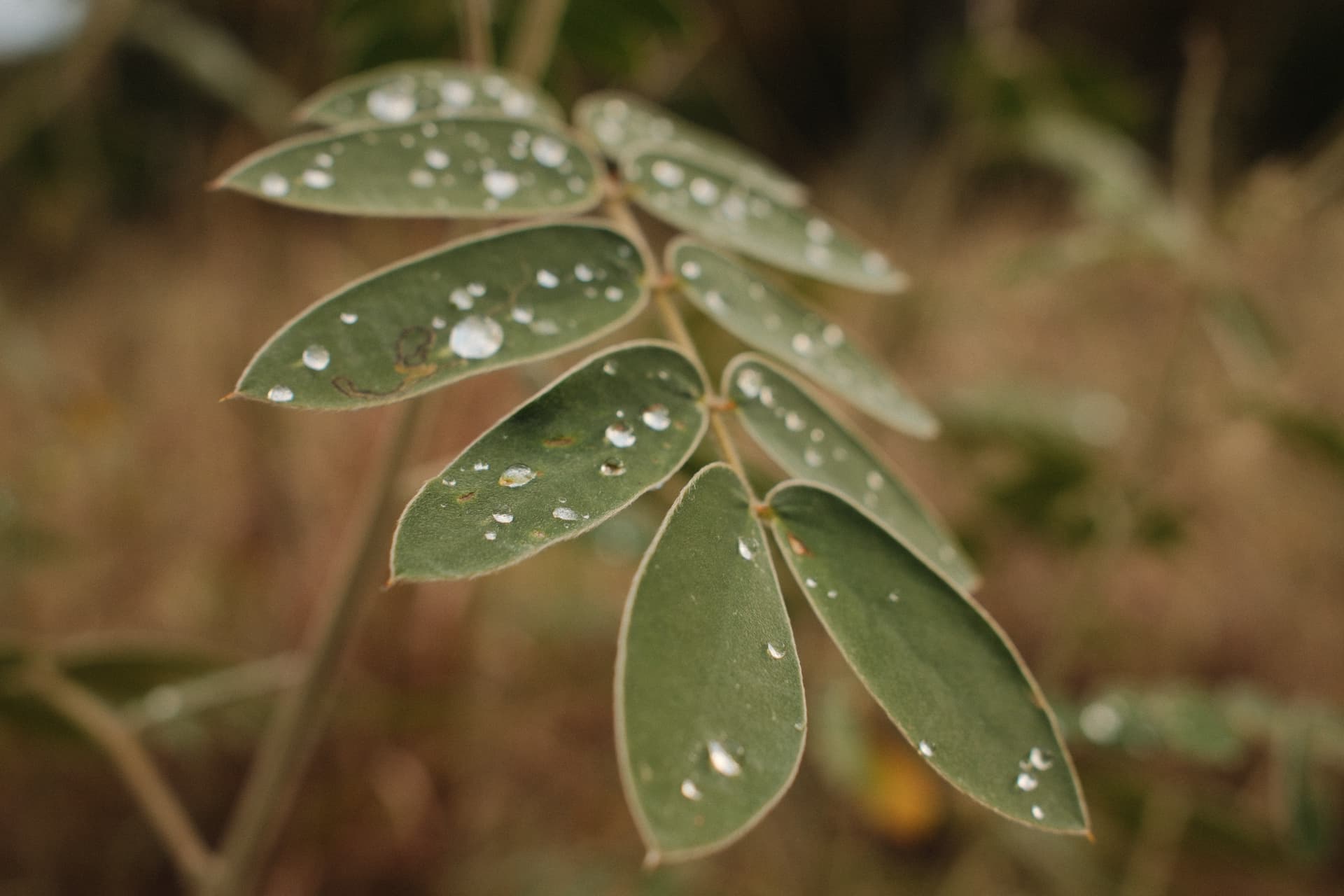 Water droplets on green leaves